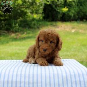 Indigo, Mini Goldendoodle Puppy